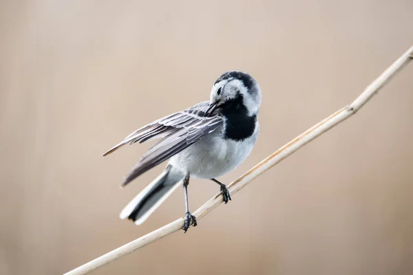 Wagtail Sentado Ramo Sobre Água Uma Lagoa Haff Reimich Luxemburgo — Fotografia de Stock