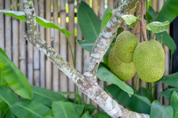 Een Closeup Van Een Aftakking Met Jackfruit — Stockfoto