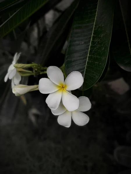 Ahemdabad Índia Agosto 2021 Tiro Seletivo Foco Belas Flores Brancas — Fotografia de Stock