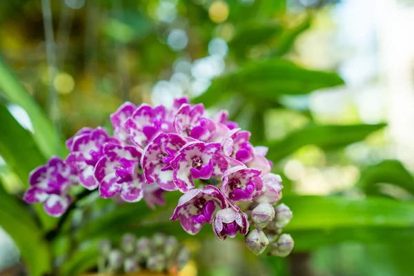 Eine Nahaufnahme Von Rhynchostylis Blumen Die Einem Garten Wachsen — Stockfoto