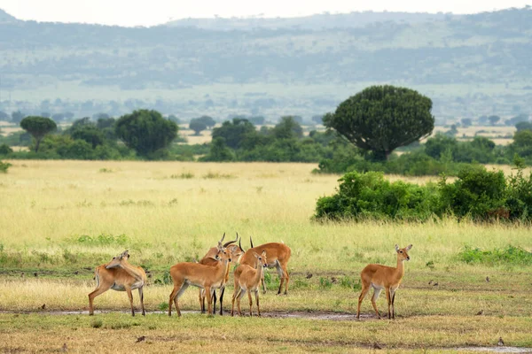 Scenic View Ugandan Kobs Queen Elizabeth National Park Uganda Stock Picture