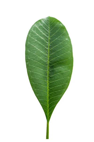 Tiro Vertical Uma Folha Verde Isolada Fundo Branco — Fotografia de Stock