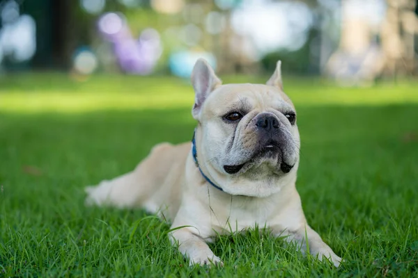 Egy Aranyos Fehér Francia Bulldog Fekszik Fűben — Stock Fotó