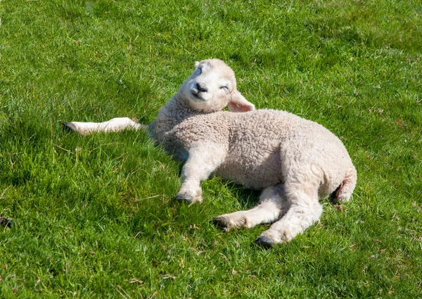 Gros Plan Adorables Moutons Couchés Sur Herbe Sous Lumière Soleil — Photo