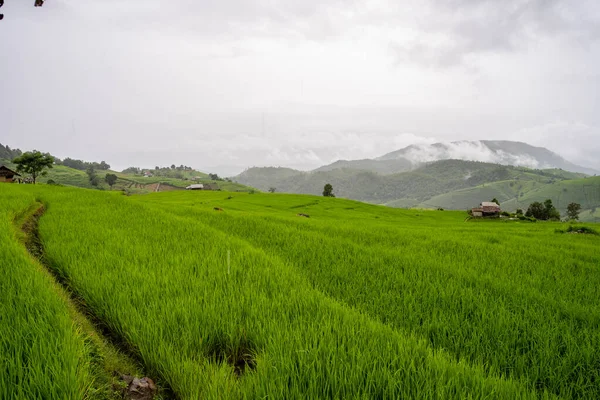 Прекрасный Пейзаж Рисового Поля Туманный День — стоковое фото