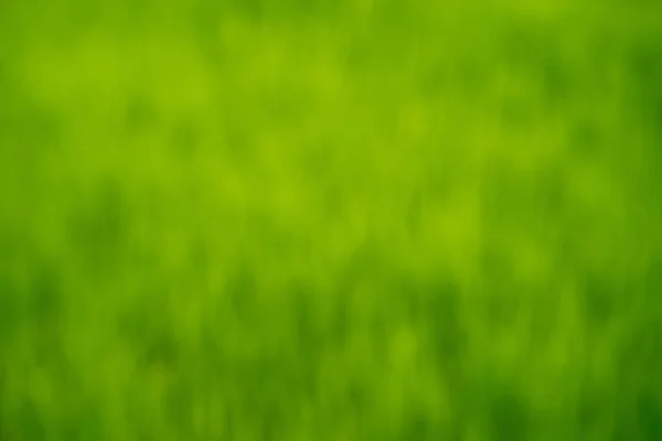 Abstract Blurry Background Green Grass — Stock Photo, Image