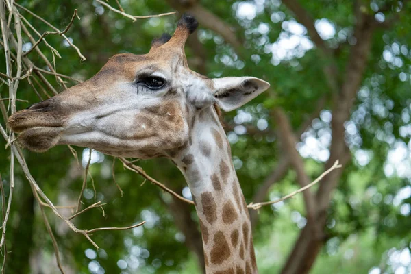 Plan Sélectif Une Girafe Mangeant Des Branches — Photo