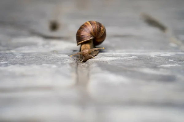 Výběrový Snímek Achatinového Šneka — Stock fotografie