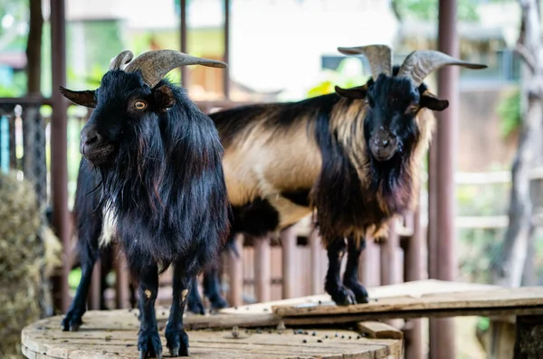 Selective Focus Shot Goats Field — Stock Photo, Image