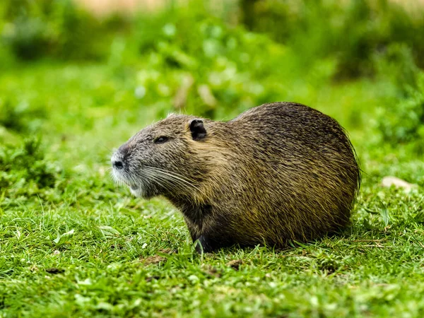 Uno Scatto Selettivo Una Lontra Seduta Sul Prato Coperto Erba — Foto Stock