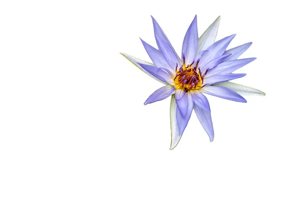Красивый Цветущий Лотос Изолирован Белом Фоне — стоковое фото