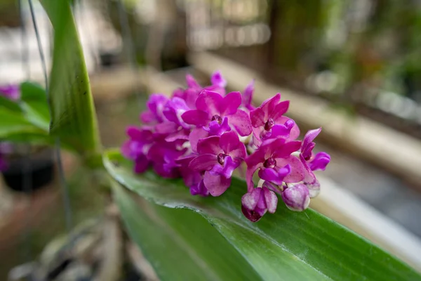 Eine Nahaufnahme Schöner Rhynchostylis Orchideen — Stockfoto