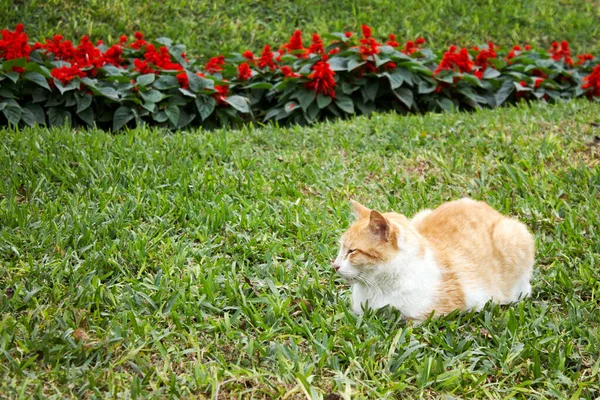 Een Schattige Kat Rustend Het Gazon Van Een Tuin Nabij — Stockfoto