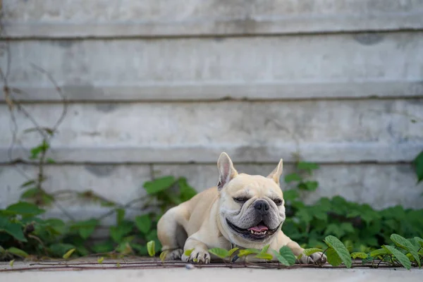 Söt Vit Fransk Bulldogg Som Ligger Staketet — Stockfoto