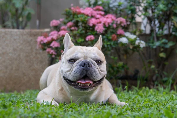 Egy Aranyos Fehér Francia Bulldog Fekszik Fűben Kertben — Stock Fotó