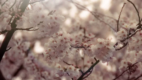 Tiro Seletivo Foco Das Flores Pequenas Bonitas Cerejeira Nos Galhos — Fotografia de Stock