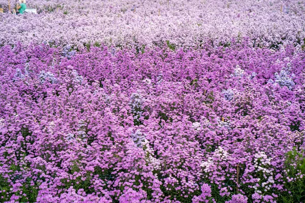 Eine Wiese Voller Schöner Lavendelblüten Bei Tageslicht — Stockfoto