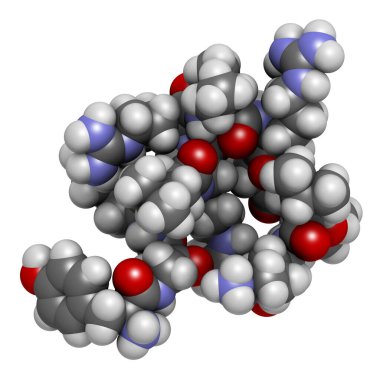 Dynorphin a endogenous opioid peptide molecule. 3D rendering. Atoms are represented as spheres with conventional color coding. clipart