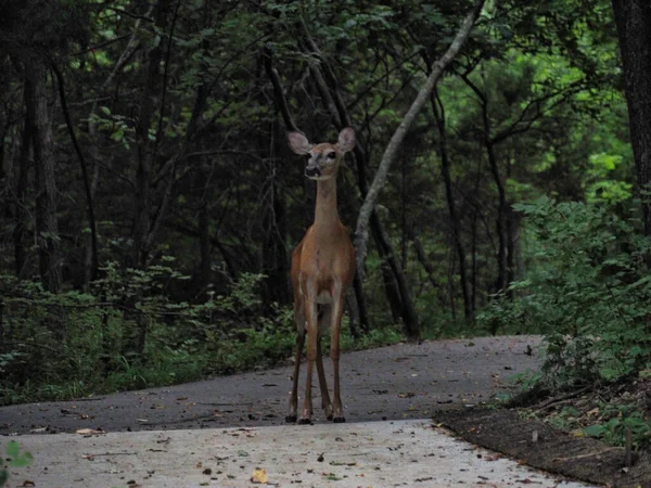 Tiro Veado Alerta Estrada Passando Pela Floresta Olhando Para Distância — Fotografia de Stock