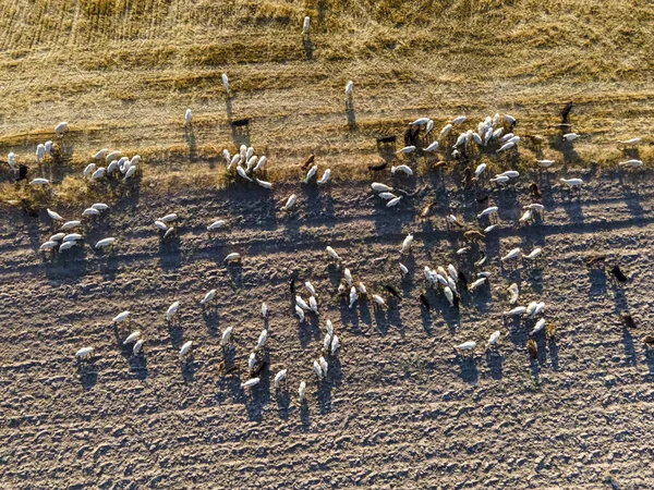 田野里一群山羊的空中射击 — 图库照片