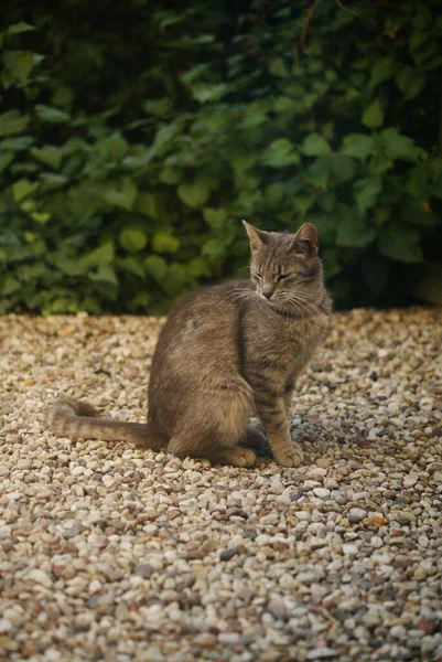 Krásný Záběr Šedé Roztomilé Kočky Zavřenýma Očima Zahradě — Stock fotografie