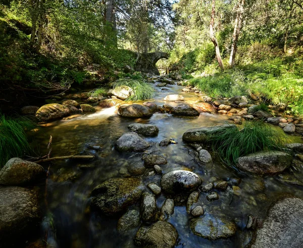 Una Hermosa Vista Río Con Piedras Entre Bosque — Foto de Stock