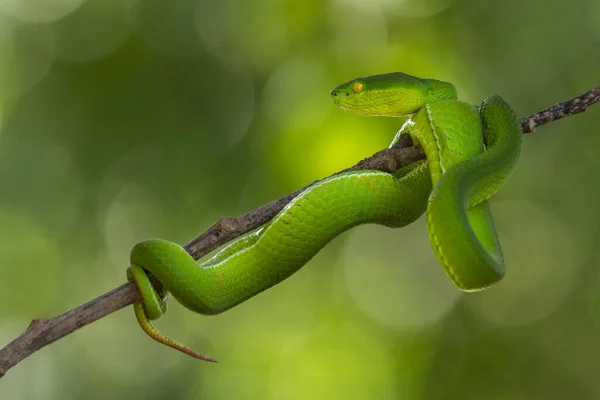 Una Messa Fuoco Selettiva Serpente Verde Ramo Con Sfondo Verde — Foto Stock