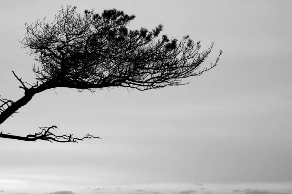 Una Escala Grises Árbol Seco Solitario Día Nublado Bajo Cielo —  Fotos de Stock