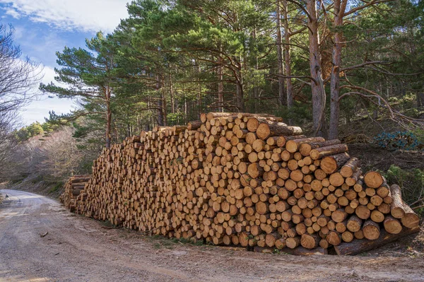 Ormanda Istiflenmiş Odun Yığını — Stok fotoğraf