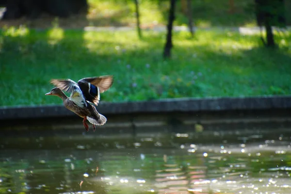 Pato Volando Lejos Del Lago —  Fotos de Stock