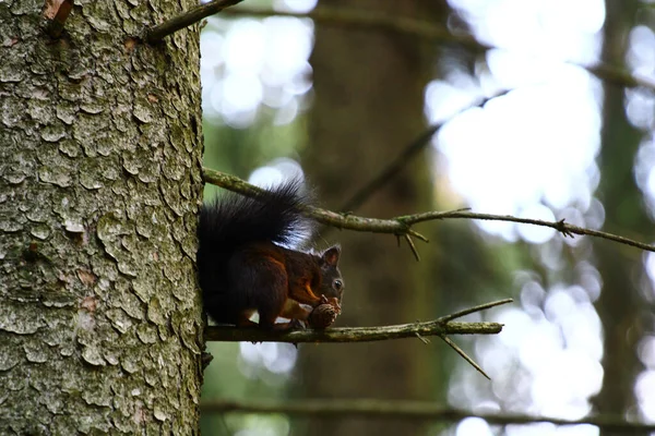 Ein Pelziges Eichhörnchen Sitzt Auf Dem Blattlosen Ast Und Spielt — Stockfoto