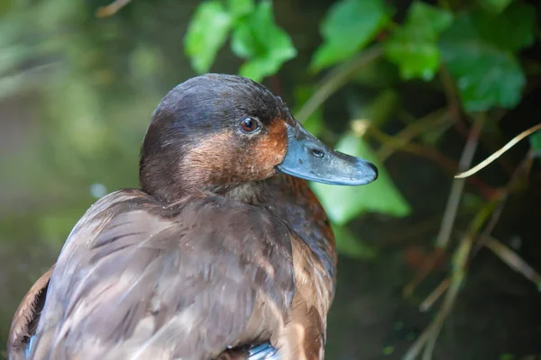 Close Pochard Madagascar Perto Lagoa — Fotografia de Stock