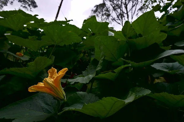 Une Fleur Lumineuse Moelle Fleurissant Dans Jardin — Photo