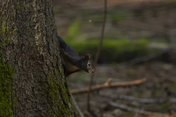 Funny Squirrel Looking Tree — Stock Photo, Image