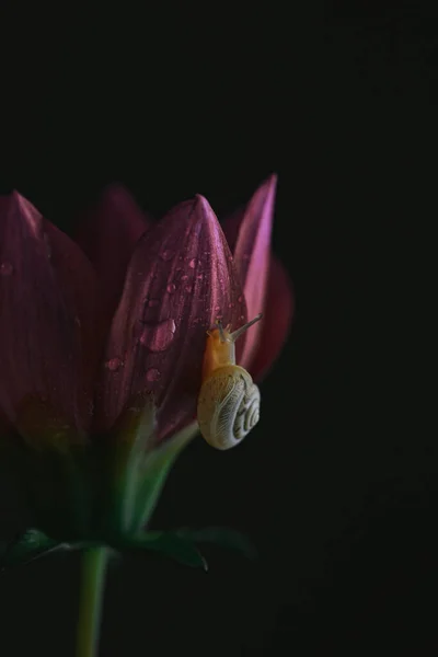 Plano Superficial Caracol Sobre Una Flor Rosa Sobre Fondo Negro — Foto de Stock