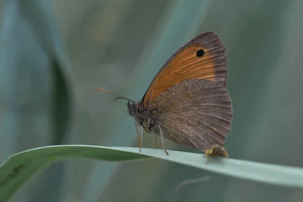 Piękny Motyl Trawiastym Ostrzu — Zdjęcie stockowe