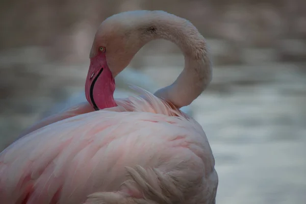 Een Close Van Een Mooie Flamingo Ondiepe Focus — Stockfoto