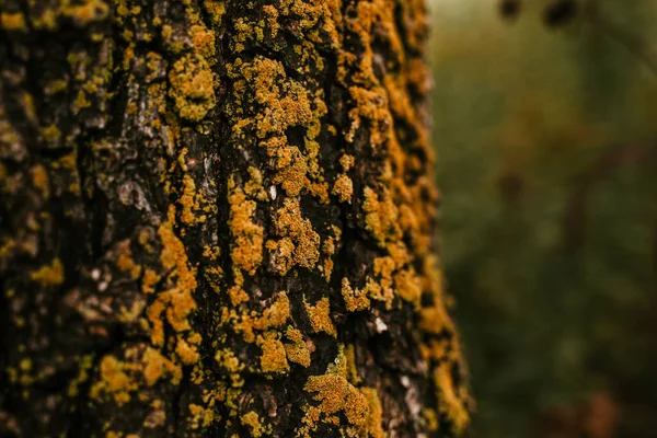 Tronco Árbol Cubierto Líquenes Amarillos Musgo — Foto de Stock