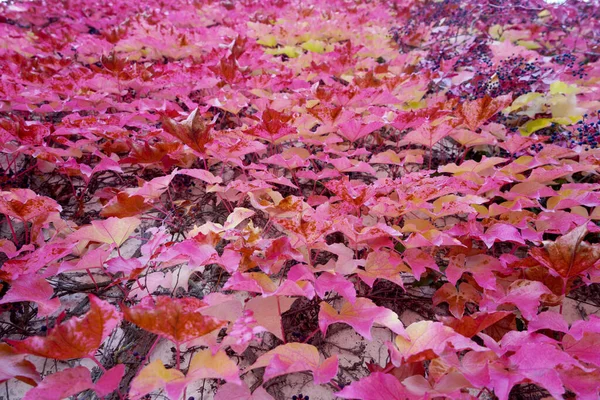 Uma Vista Panorâmica Das Folhas Coloridas Outono — Fotografia de Stock
