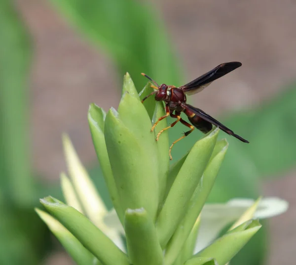 Mělký Ohniskový Záběr Hmyzu Polistes Fuscatus Stojícího Zelené Rostlině — Stock fotografie