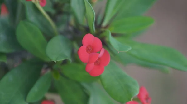 Closeup Shot Tiny Little Red Flowers — Stock Photo, Image