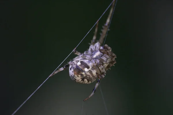 在黑暗背景上的蜘蛛的特写镜头 — 图库照片