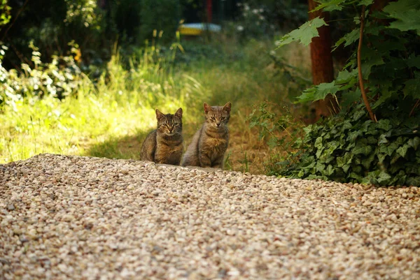 在阴影下的花园里 一只漂亮的两只灰蒙蒙的野猫坐在一起 — 图库照片