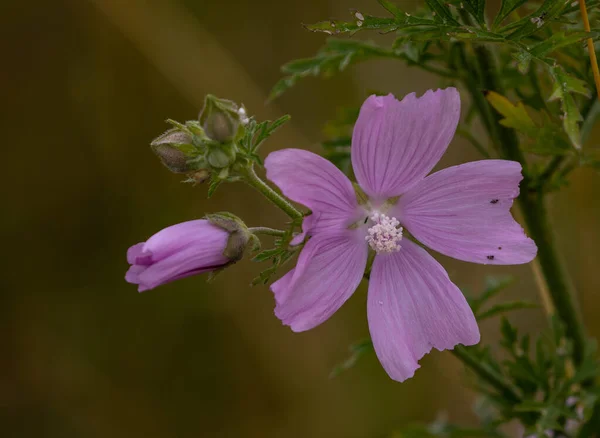 Detailní Záběr Krásné Malvy Kvetoucí Zahradě — Stock fotografie