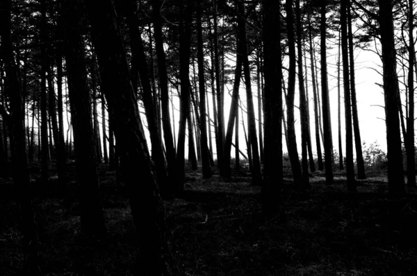 Una Escala Grises Bosque Oscuro Con Árboles Cercanos Entre Luz — Foto de Stock