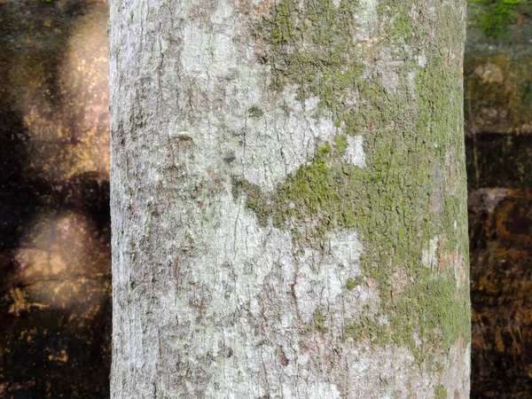 Alte Holzstruktur Mit Natürlichen Mustern — Stockfoto