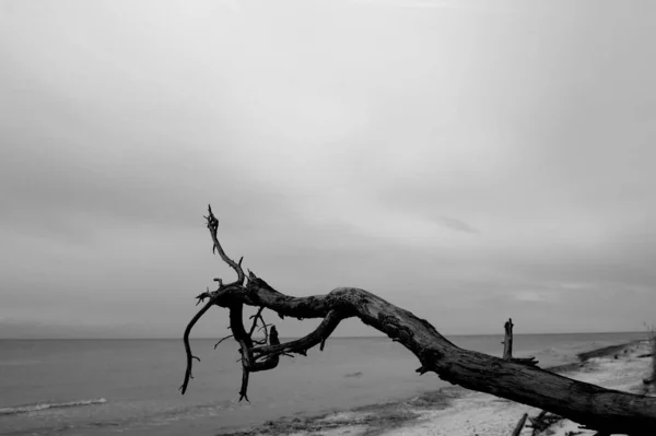Сірий Пейзаж Самотнього Сухого Дерева Похмурий День Біля Океану — стокове фото