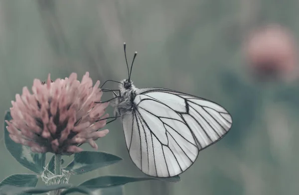 Gros Plan Papillon Blanc Nervure Noire Sur Une Fleur — Photo