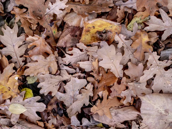 Gros Plan Feuilles Jaunes — Photo