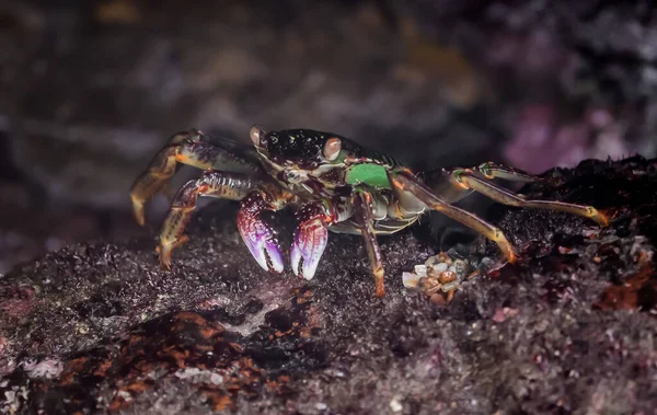 Nahaufnahme Einer Krabbe Auf Einem Mit Moos Bedeckten Felsen Unter — Stockfoto